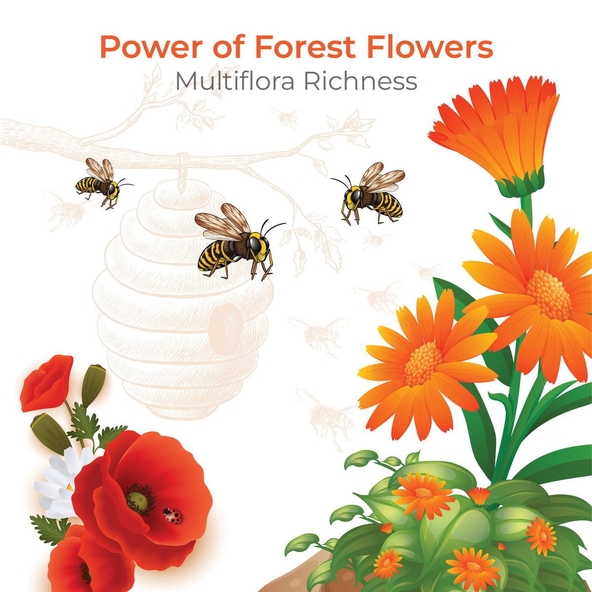 Raw Honey | Wild / Forest | Multiflora, Unprocessed, Unpasteurized