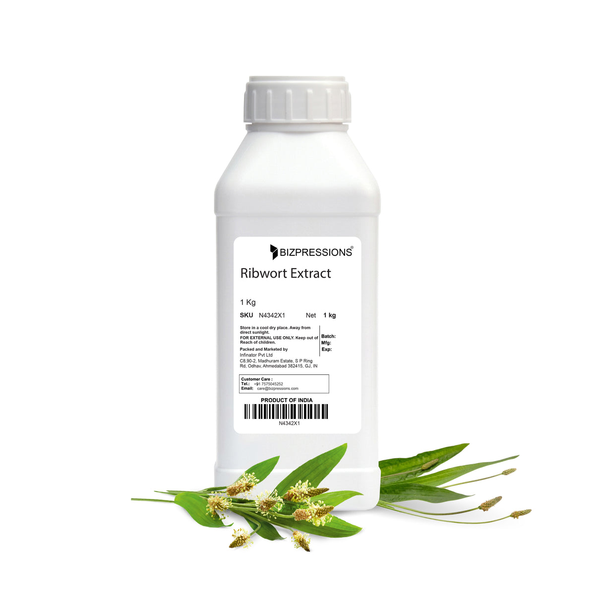 Ribwort Extract
