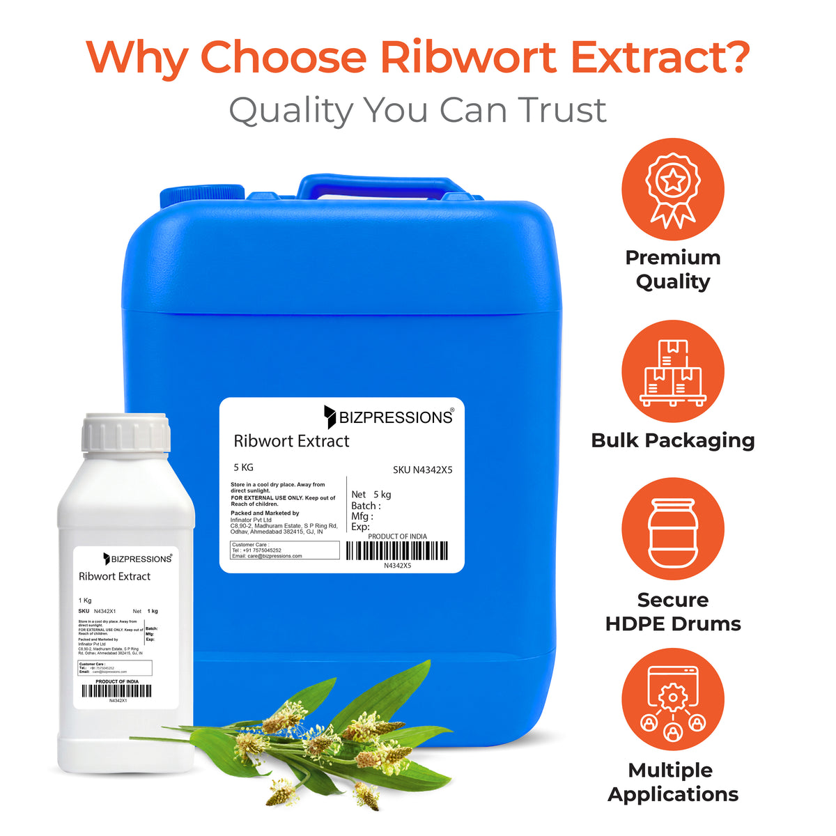 Ribwort Extract